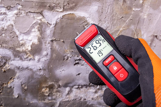 Best Mold Remediation  in Wallace, FL