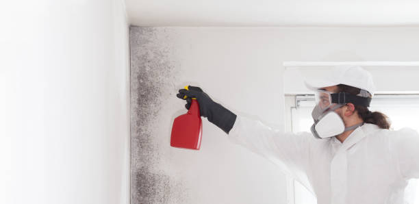 Best Best Mold Removal Companies  in Wallace, FL