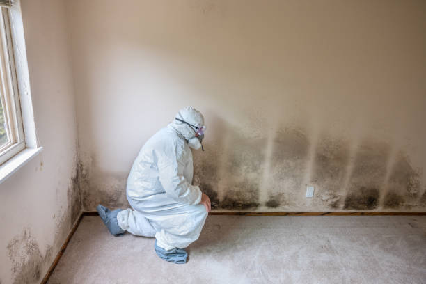 Best Crawl Space Mold Removal  in Wallace, FL
